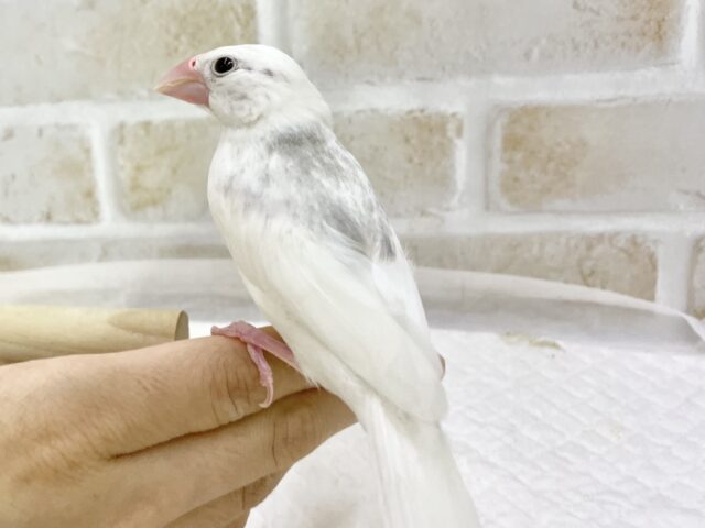 白文鳥