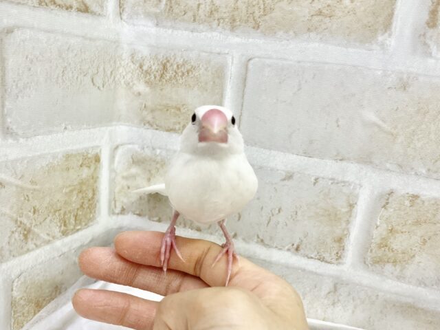 白文鳥