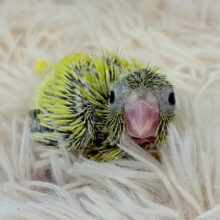 可愛すぎるおマメちゃん🧚マメルリハ(アメリカンイエロー) 女の子 ヒナ