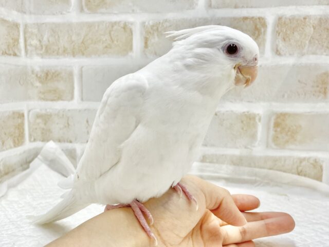 オカメインコ