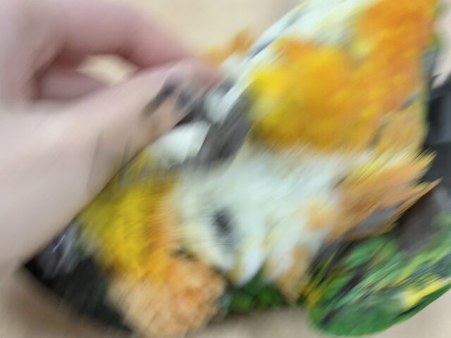ズグロシロハラインコ