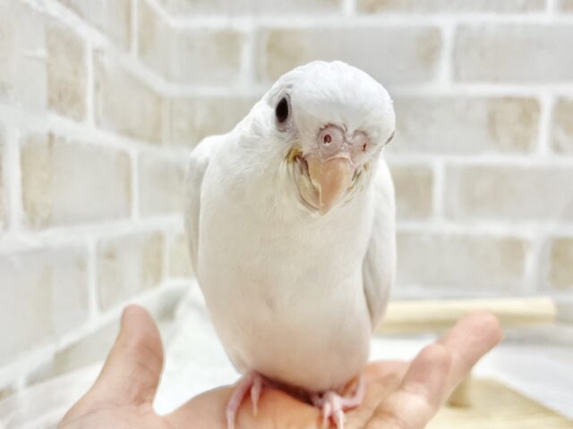 オカメインコ