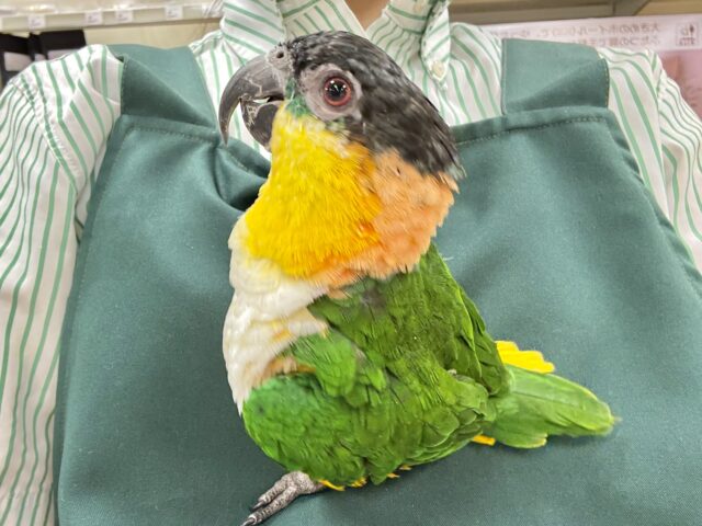 【最新動画更新🪄】黒い頭が魅力的な元気っ子💕ズグロシロハラインコ（男の子）