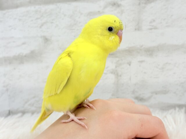 セキセイインコ