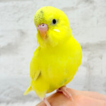【最新画像更新🪄】どどんっと　ｽﾃｷ☆さん　きましたっ(〃ω〃)　セキセイインコ　ハルクイン〜〜