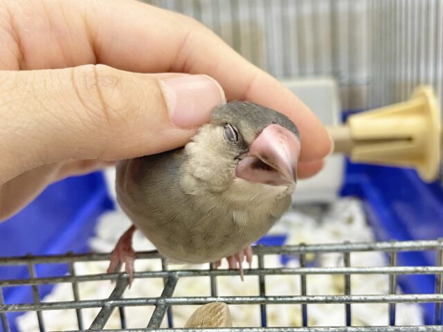 桜文鳥