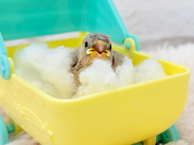 大きくなったら、たくさん遊んでもらうんだっ！！色変わり文鳥 ヒナ