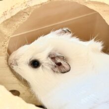 【最新画像】まるでわたあめ☁️✨アビシニアンモルモットくん❣️(男の子)