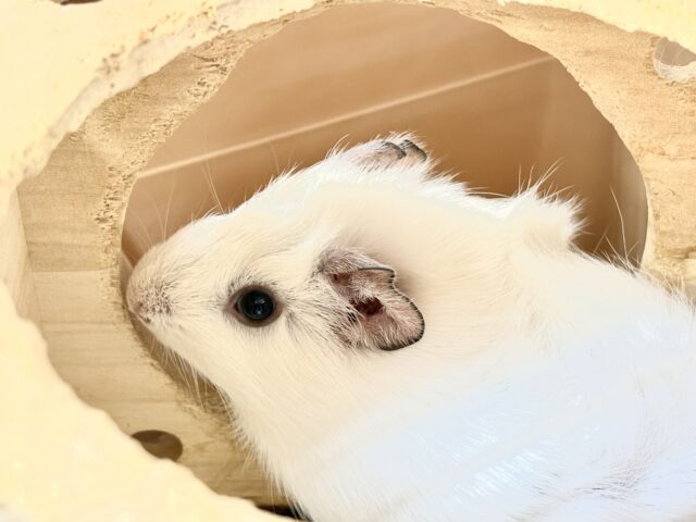 【最新画像】まるでわたあめ☁️✨アビシニアンモルモットくん❣️(男の子)