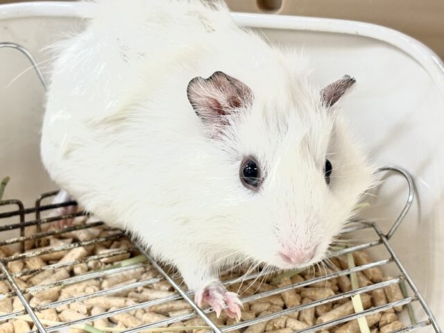 アビシニアンモルモット