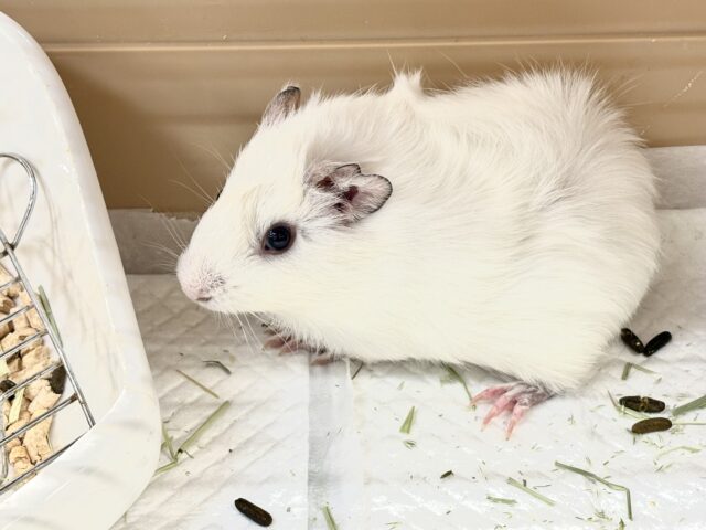 アビシニアンモルモット