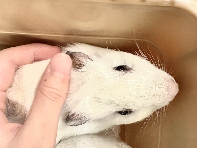 アビシニアンモルモット