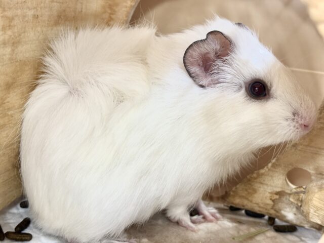 アビシニアンモルモット