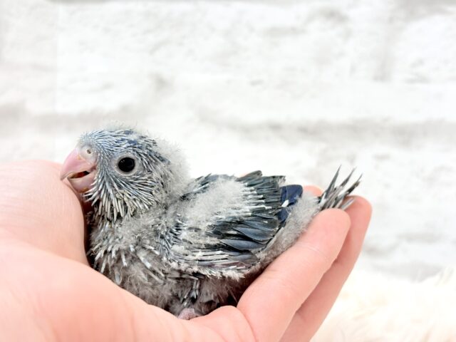 サザナミインコ