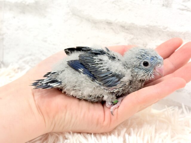 サザナミインコ