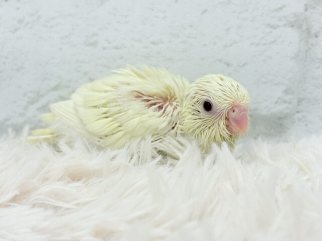 サザナミインコ