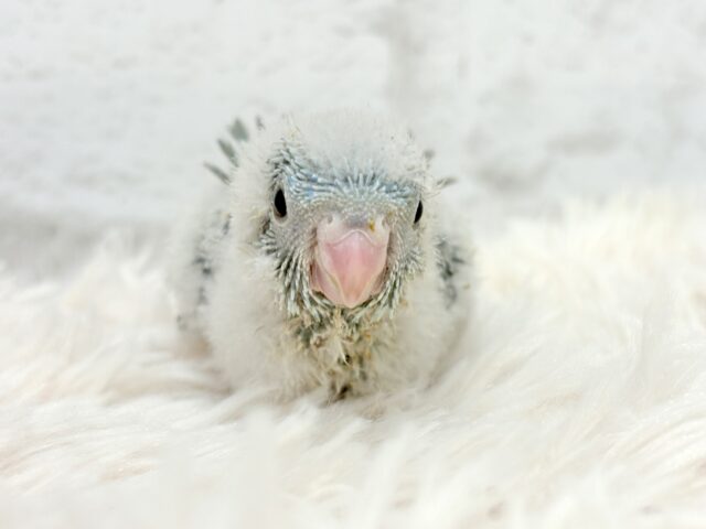 サザナミインコ