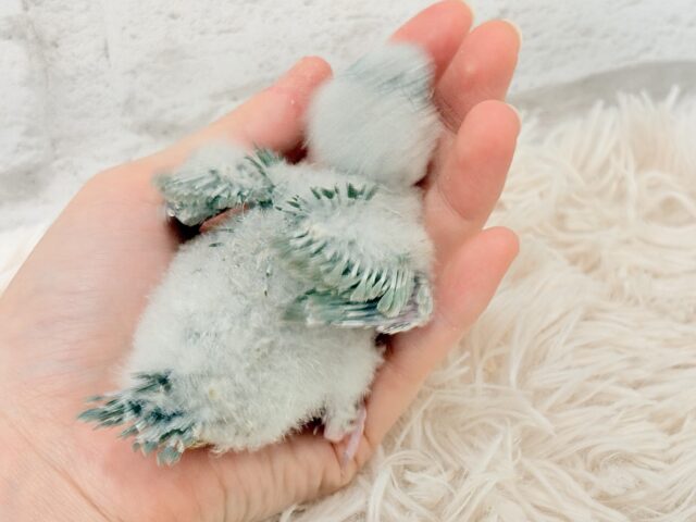 サザナミインコ