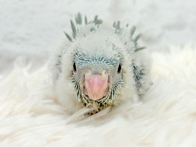 わた毛の妖精さん🧚サザナミインコ ヒナ