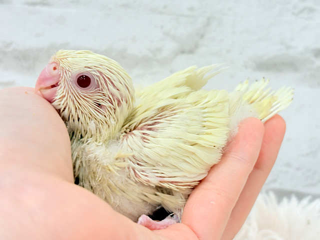 癒される優しいカラーと性格🫧サザナミインコ(クリームイノ) ヒナ