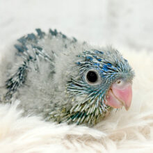 食べて、動いて、かくれんぼ〜〜♬サザナミインコ(コバルト) ヒナ