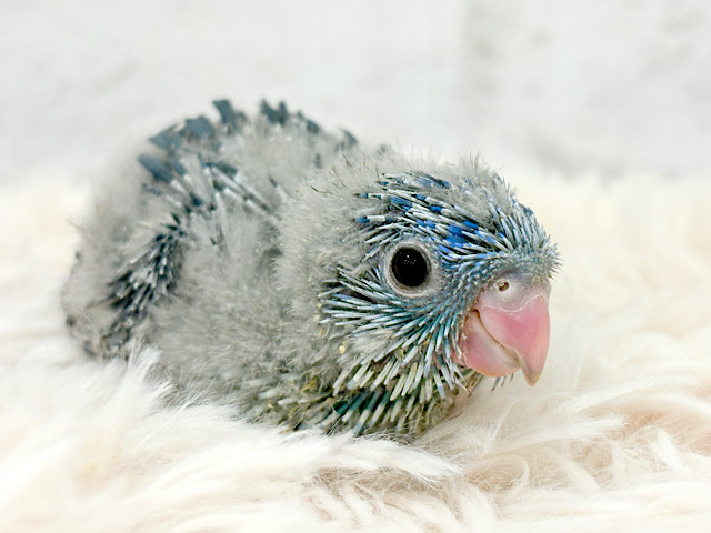 食べて、動いて、かくれんぼ〜〜♬サザナミインコ(コバルト) ヒナ