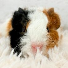 可愛いの代表はいただくぞっ‪☆テディモルモット(女の子)