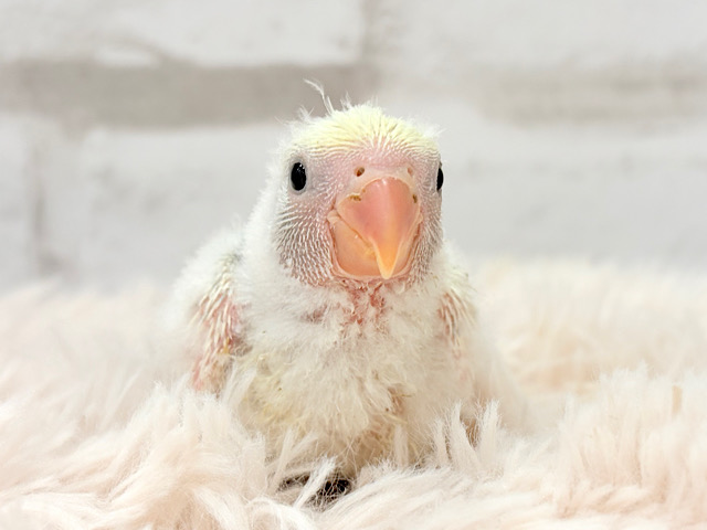 わくわくな未来.*･ﾟわた毛の天使ちゃん🐣🫧コザクラインコ(ブルーチェリーパイド) ヒナ