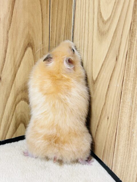 ゴールデンハムスター