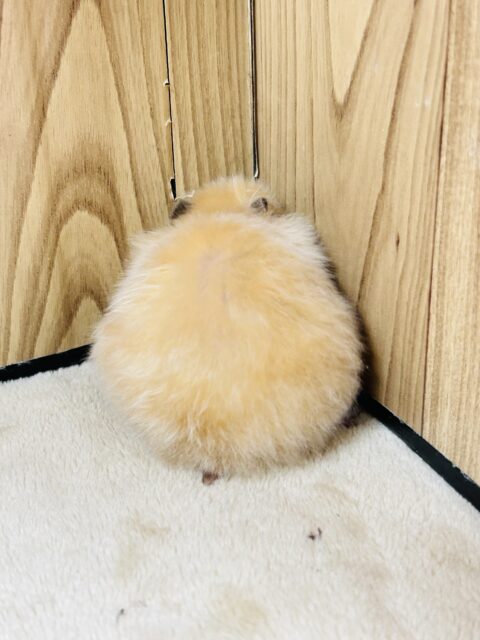 ゴールデンハムスター