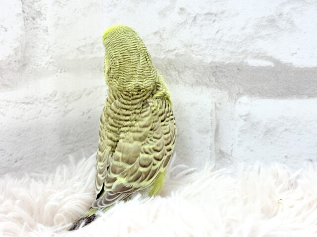 ジャンボセキセイインコ