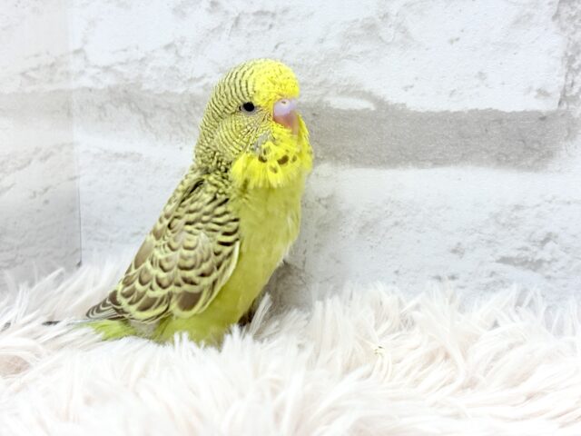 ジャンボセキセイインコ