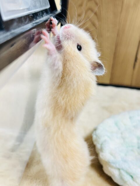 ゴールデンハムスター