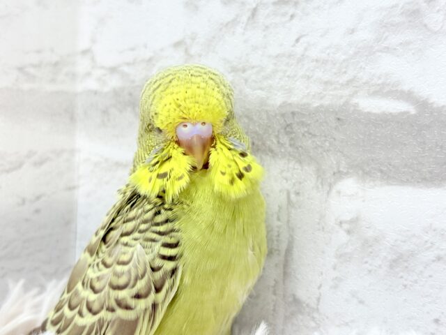 ジャンボセキセイインコ