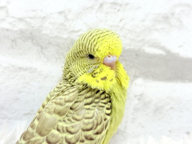 ジャンボセキセイインコ