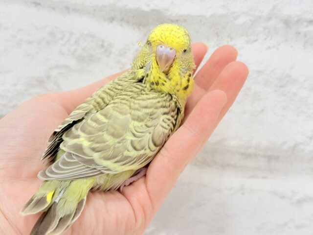 ジャンボセキセイインコ