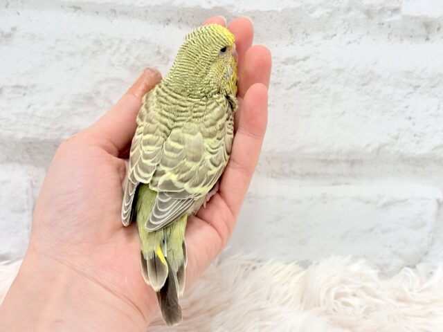 ジャンボセキセイインコ