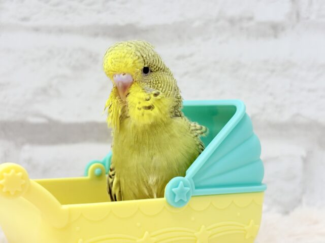 ジャンボセキセイインコ