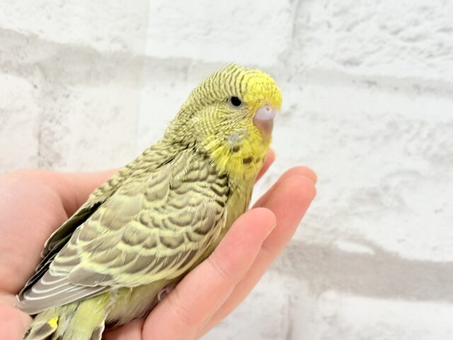 ジャンボセキセイインコ