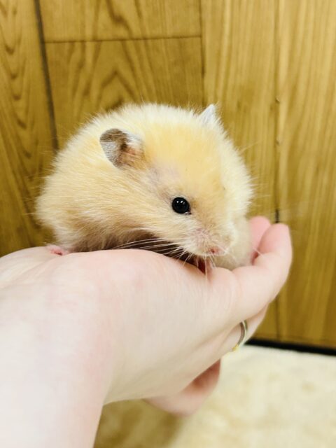 ゴールデンハムスター