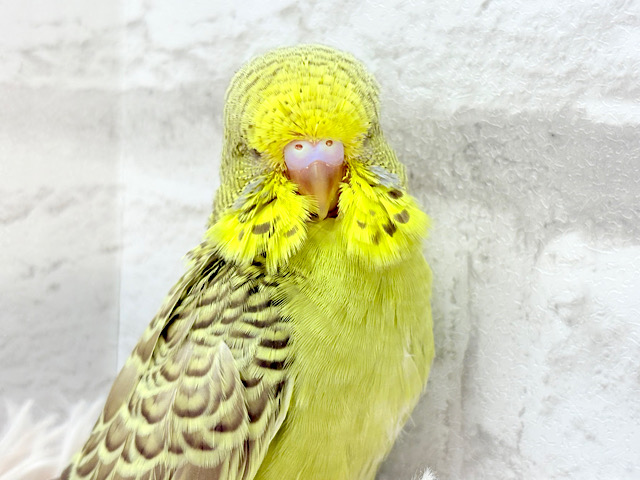 存在感が違うよねっ！！みんな大好き🍬ジャンボセキセイインコ(ノーマルシナモン) ヒナ