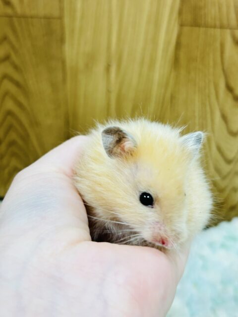 ゴールデンハムスター