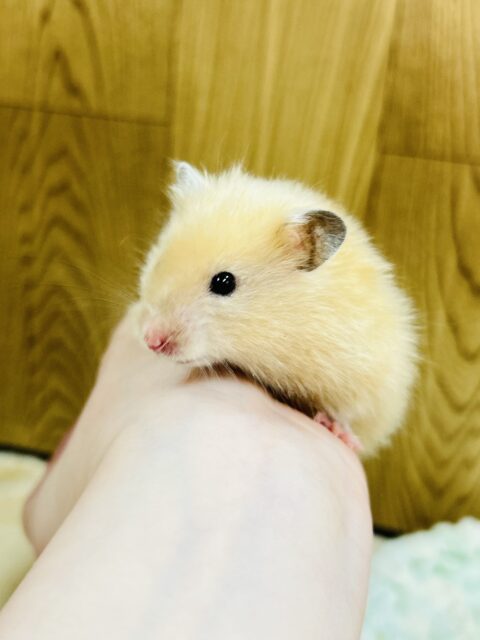 ゴールデンハムスター