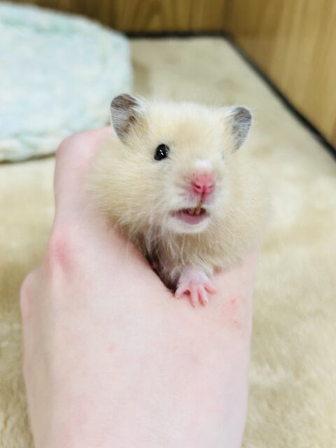 ゴールデンハムスター