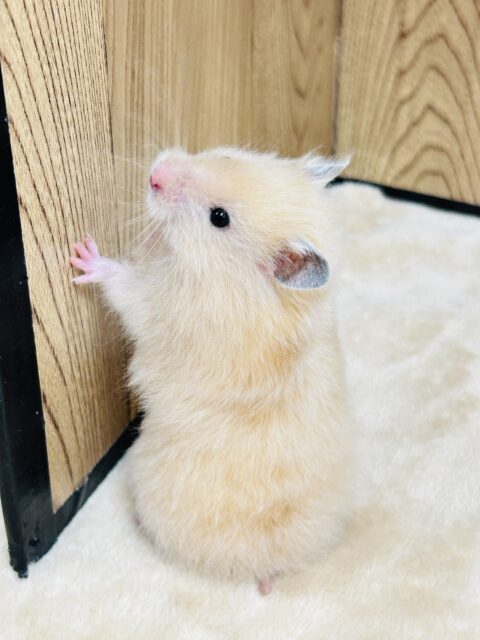 ゴールデンハムスター
