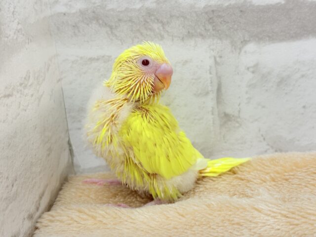 セキセイインコ