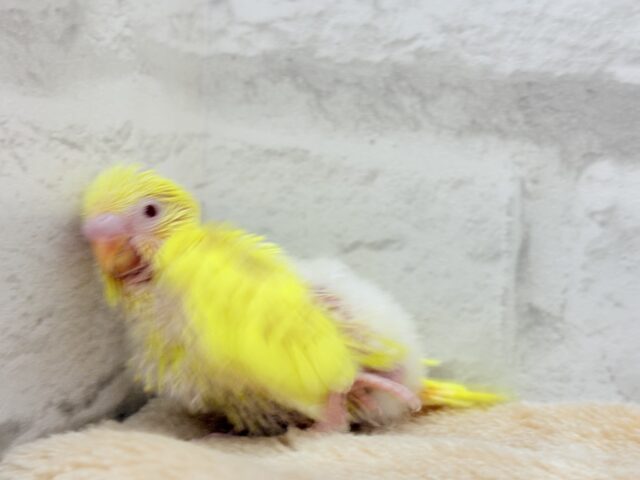 セキセイインコ