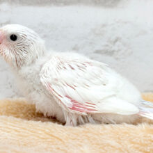表情豊か♬素敵な思い出を一緒に作ろう❀.*ﾟセキセイインコ(ダブルファクター) ヒナ