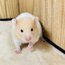 淡いカラーが魅力的🪄︎︎◝✩ ̖́-︎カラーハムスターの女の子♡♡