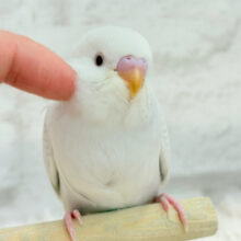 【動画更新🪄】みんなで一緒にひと休みしよ？☕️𓈒 𓂂𓏸セキセイインコ(ファロー) ヒナ